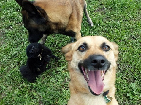 Khi \'tín đồ\' selfie \'đánh hơi\' thấy máy ảnh